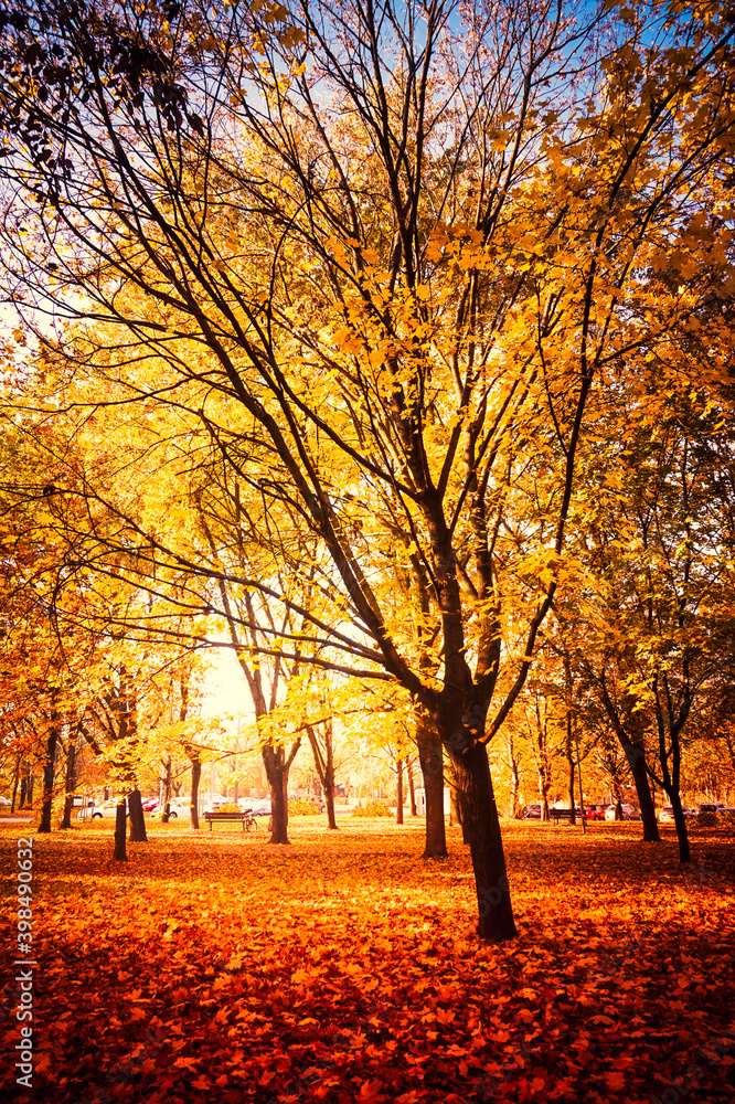 Park with orange and yellow leaves on trees - fall foliage