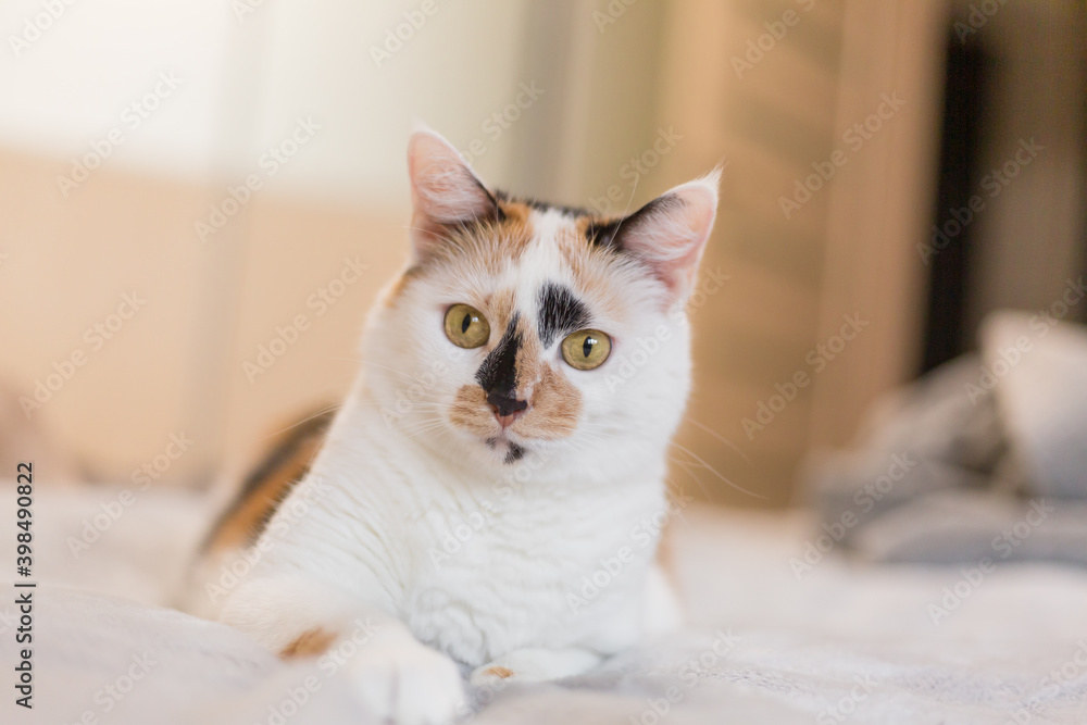 Cute tricolor cat at home. Pet at home Cute tricolor cat at home. Pet at home