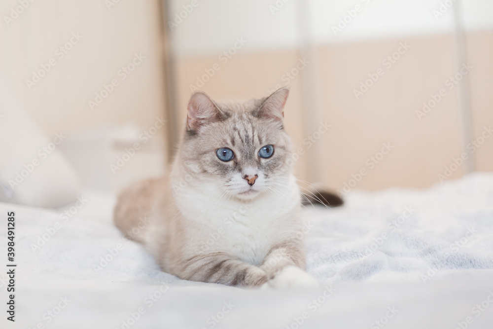 Tabby cat with blue eyes at home