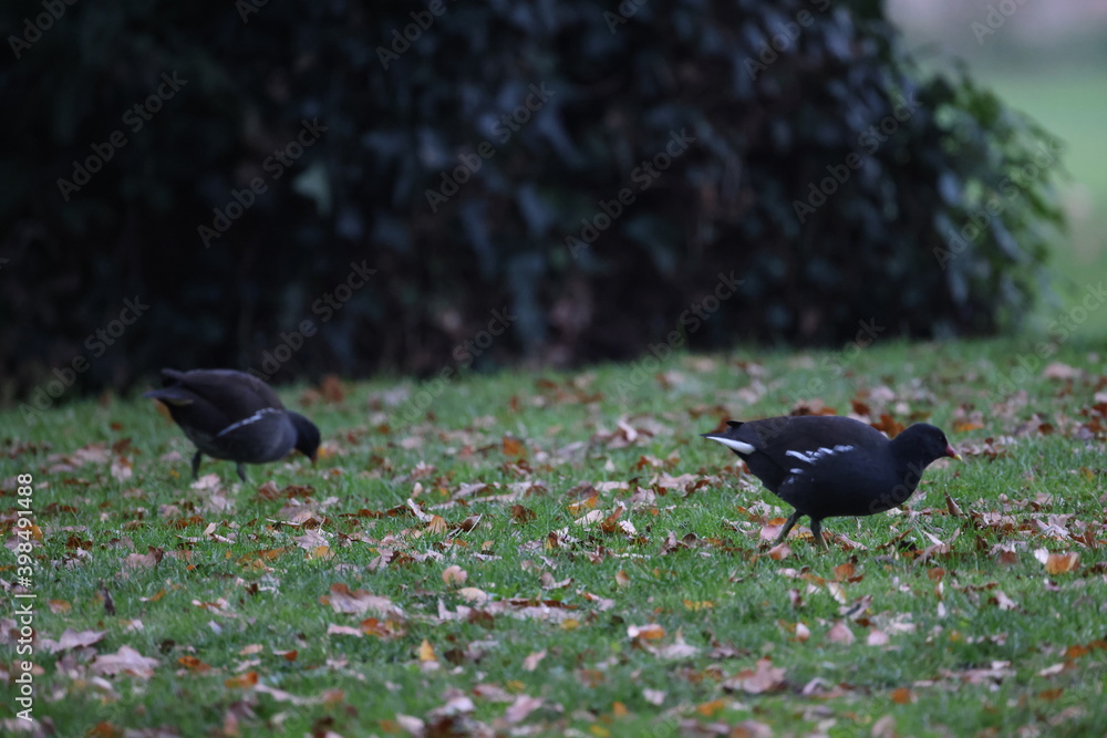 Fototapeta premium Coats on the grass