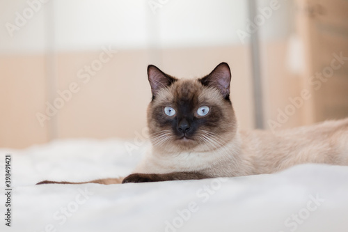 Siamese cat with blue eyes at home © OlgaOvcharenko