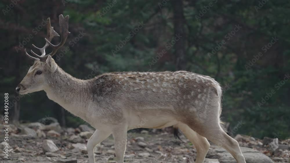 Spotted Deer - Chital Deer Walking In Parc Omega - Safari Park In Quebec, Canada. - slow motion