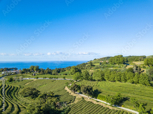 Aerial top view landscape over Tea Plantation of Gorreana (Chá Gorreana). Street path background. São Miguel Island, Azores © Vitor Miranda