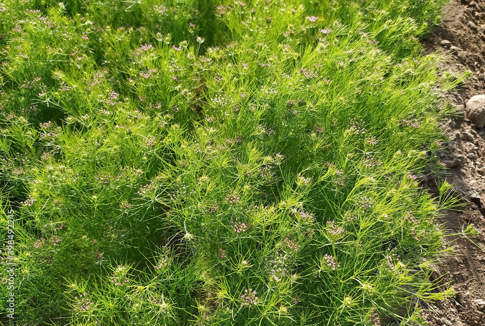 CUMIN seeds plant, jeera tree, Jira farm, Jeera biz, fluffy volume bush of cumin (zira) on a farming in INDIA CUMIN seeds plant, jeera tree, Jira farm, Jeera biz, fluffy volume bush of cumin (zira) on a farming in INDIA