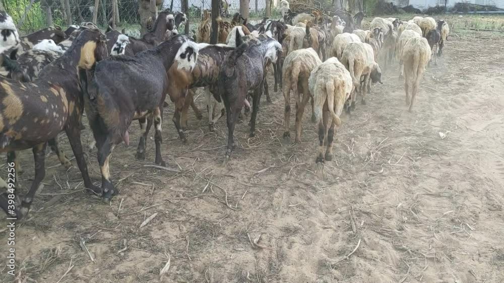 A long herd of sheep and goat walking in a row to go to the animals farm, in India. Many goats flock Rajasthan, South asian A long herd of sheep and goat walking in a row to go to the animals farm, in India. Many goats flock Rajasthan, South asian
