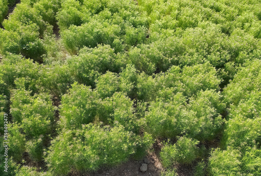 Beautiful yellow flowers of cumin crop, CUMIN seeds plant, jeera tree