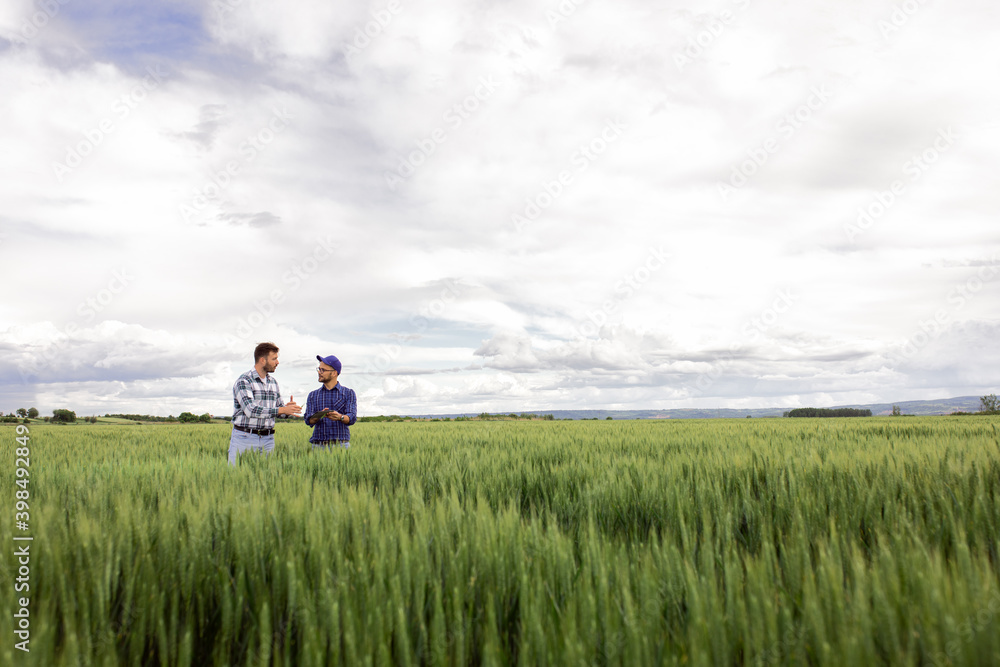 Two young farmers standing in green wheat field examining crop during the day. Two young farmers standing in green wheat field examining crop during the day.
