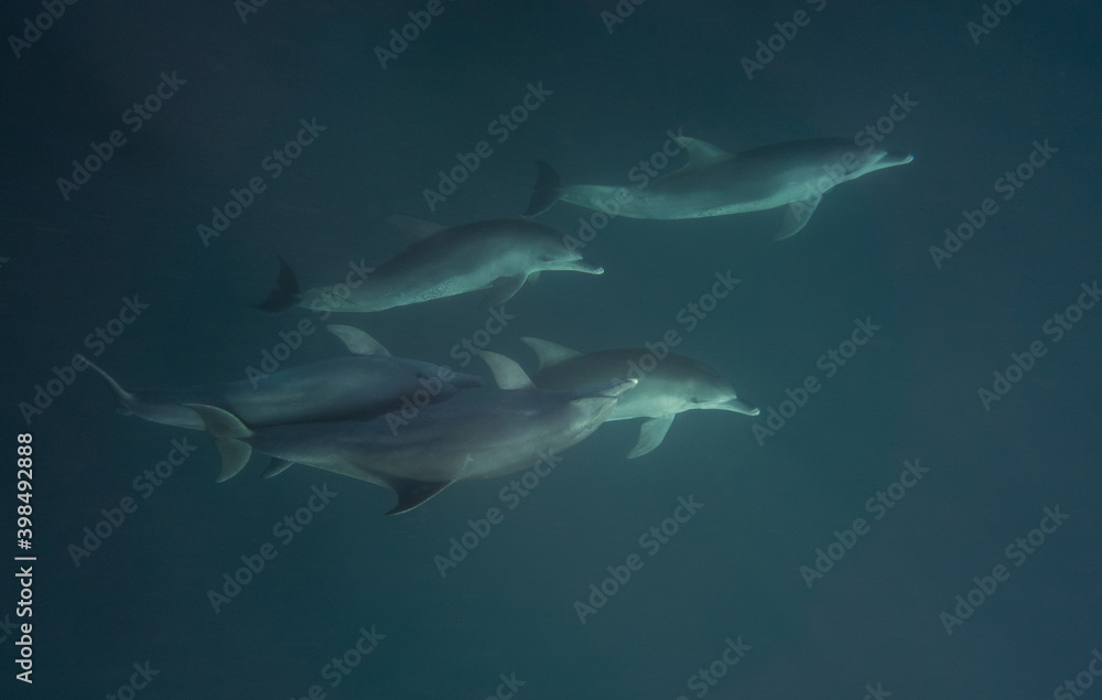 dauphins 