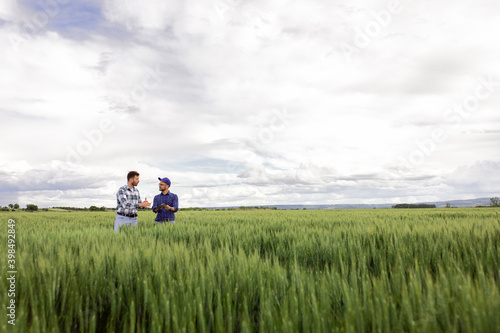 Two young farmers standing in green wheat field examining crop during the day.