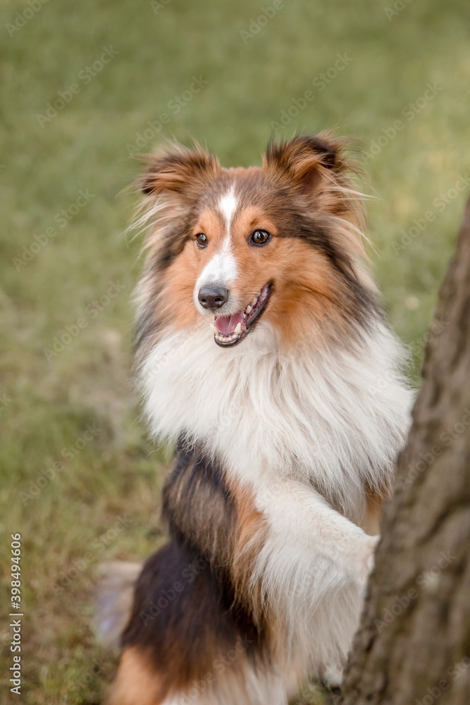 Beautiful Shetland sheepdog (Sheltie) dog outdoor Beautiful Shetland sheepdog (Sheltie) dog outdoor