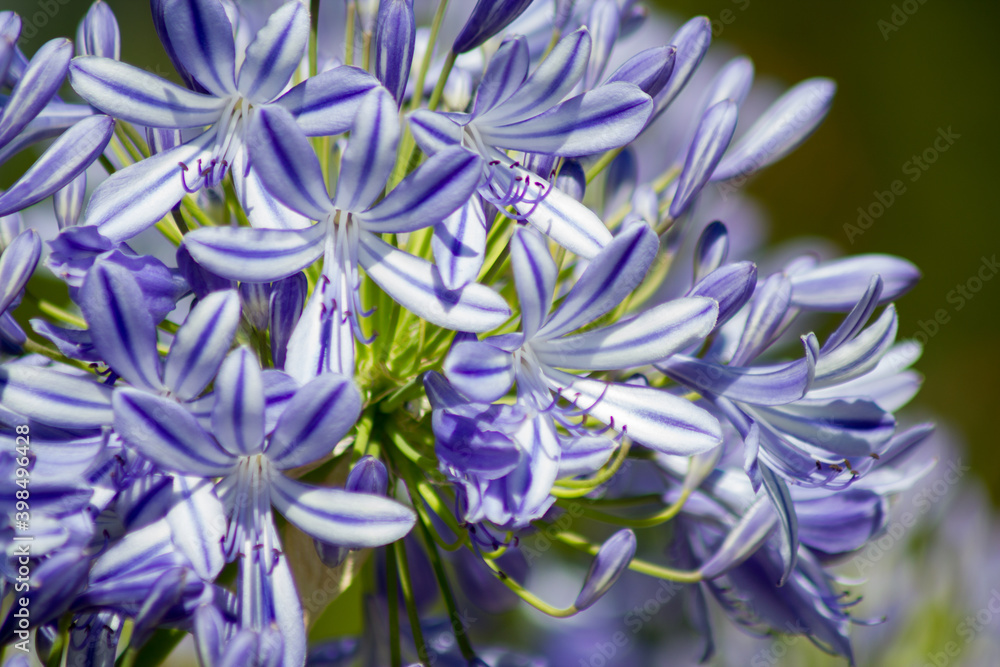 Blue flowering Agapanthus in a garden in Goettingen , Germany Blue flowering Agapanthus in a garden in Goettingen , Germany