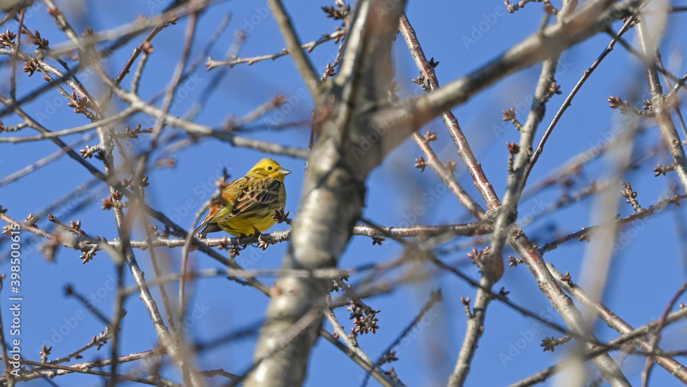 Zigolo giallo, in primo piano, posato sui rami degli alberi in inverno Zigolo giallo, in primo piano, posato sui rami degli alberi in inverno