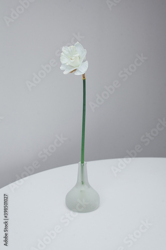 White daffodil in a glass bottle on a white table