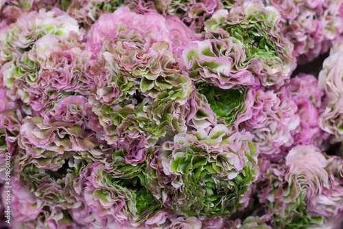 Pink and green peony rose