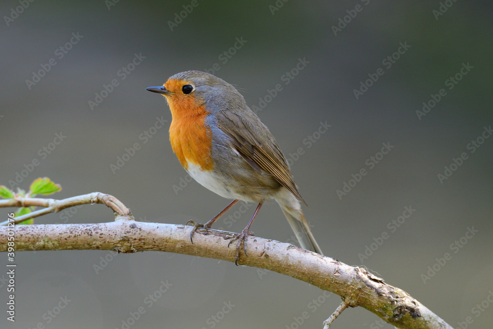 Rotkehlchen (Erithacus rubecula)