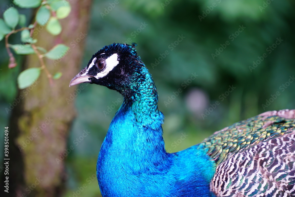 Beautiful peafowl. Portrait of a peacock with feathers 