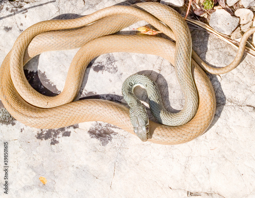 slender whip snake, platyceps najadum photo