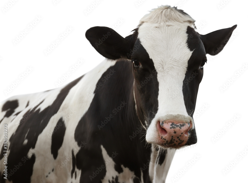 Cute cow on white background, closeup view. Animal husbandry