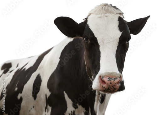 Fotobehang Cute cow on white background, closeup view. Animal husbandry