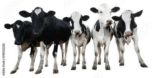 Fényképezés Cute cows on white background, banner design. Animal husbandry