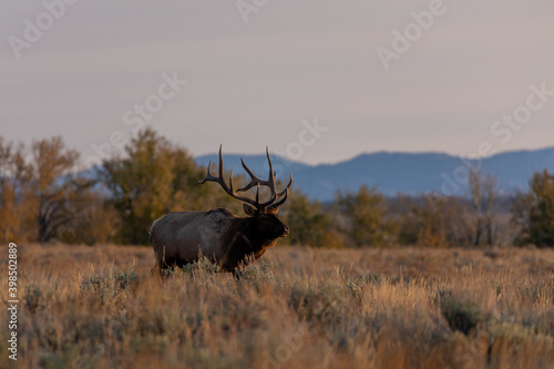 Fototapeta Naklejka Na Ścianę i Meble -  Bull Elk in the Rut in Wyoming in Autumn