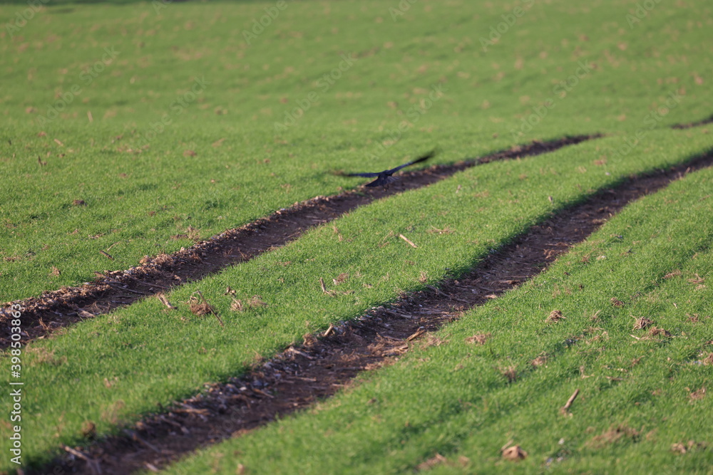 Traces of circles on a green field Traces of circles on a green field