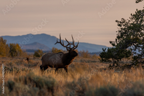 Bull Elk in the Rut in Wyoming in Autumn