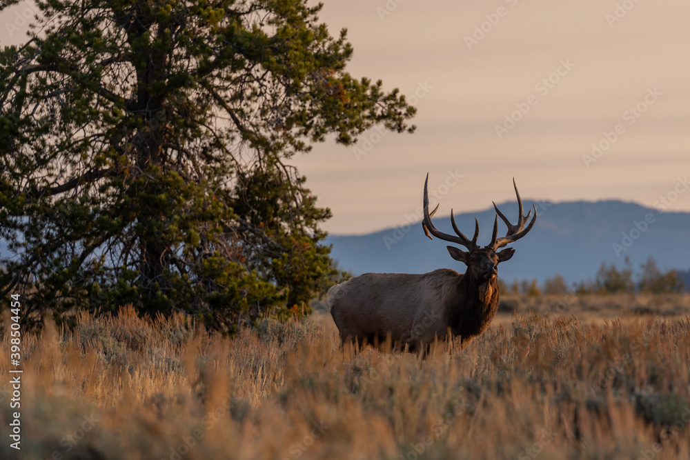 Fototapeta premium Bull Elk in the Rut in Wyoming in Autumn