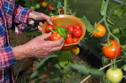 farmer holds tomatoes in his hands