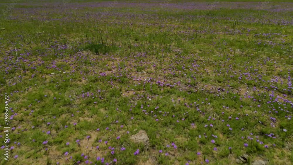 Flowers in meadow violet, beautiful field, drone low angle pull back reveal Flowers in meadow violet, beautiful field, drone low angle pull back reveal