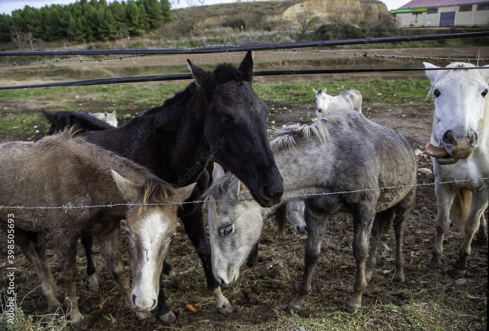 Obraz premium Horse in stable