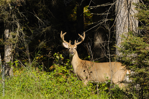 Selective focus shot of an Elk in Prince Albert National Park, Saskatchewan, Canada photo