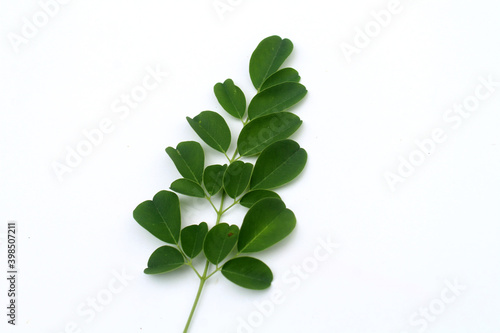 Moringa green leaves on white background.  Moringa Oleifera  tropical herbs.