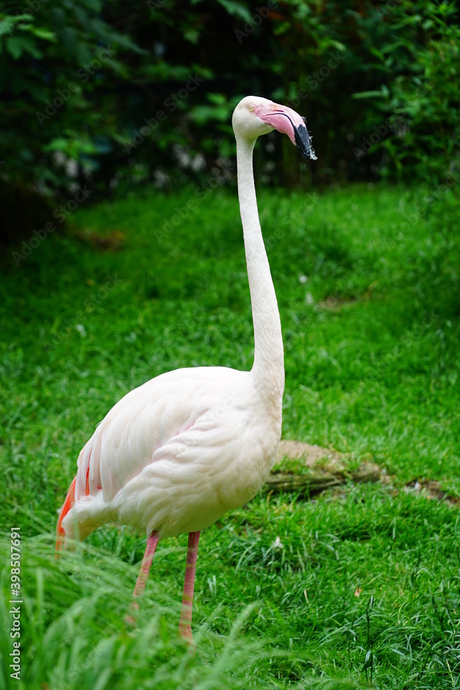 Obraz premium Pink big birds Greater Flamingo.
