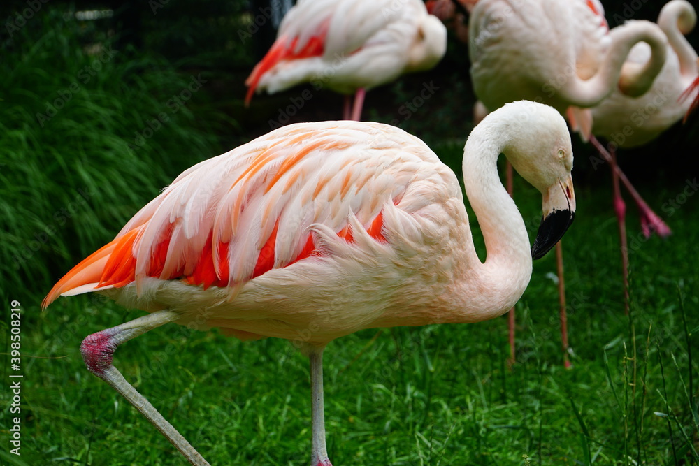 Pink big birds Greater Flamingo. Pink big birds Greater Flamingo.