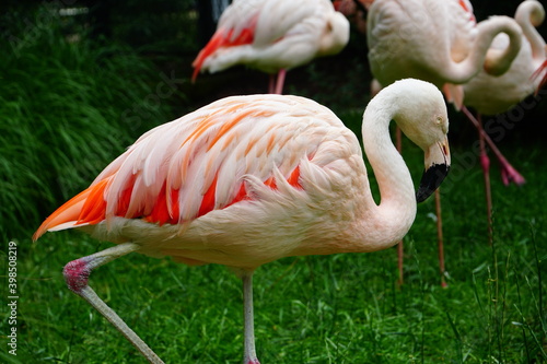 Pink big birds Greater Flamingo. © Travel Photos