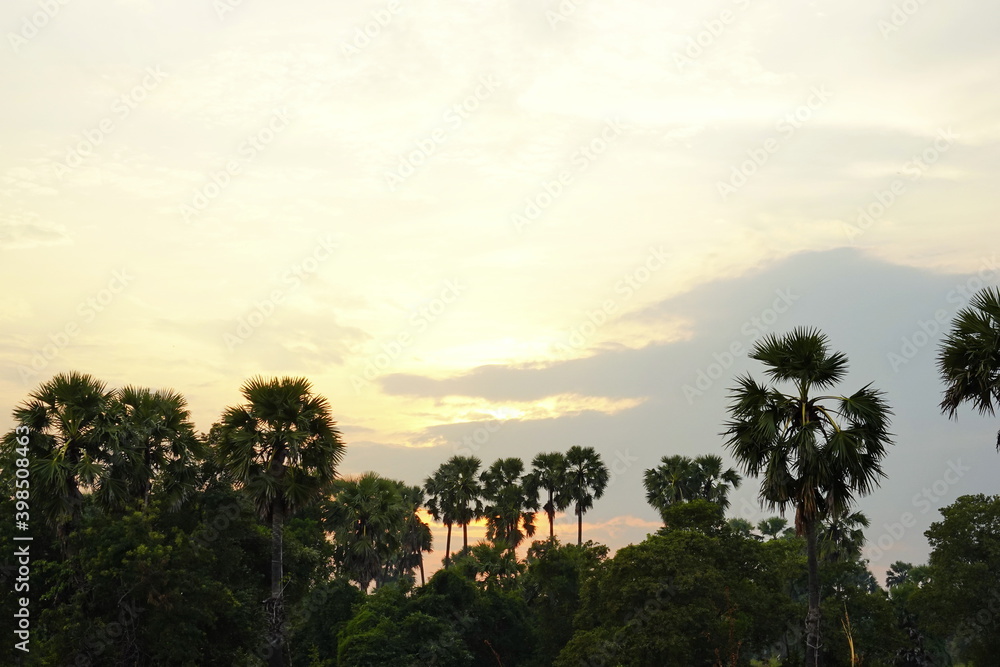 Sugar palm sky sunset tropical tree