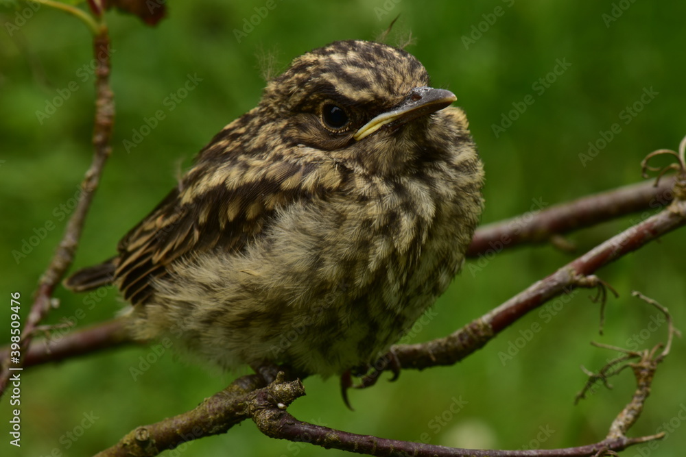 Disheveled young thrush bird sits calmly on a tree branch Disheveled young thrush bird sits calmly on a tree branch