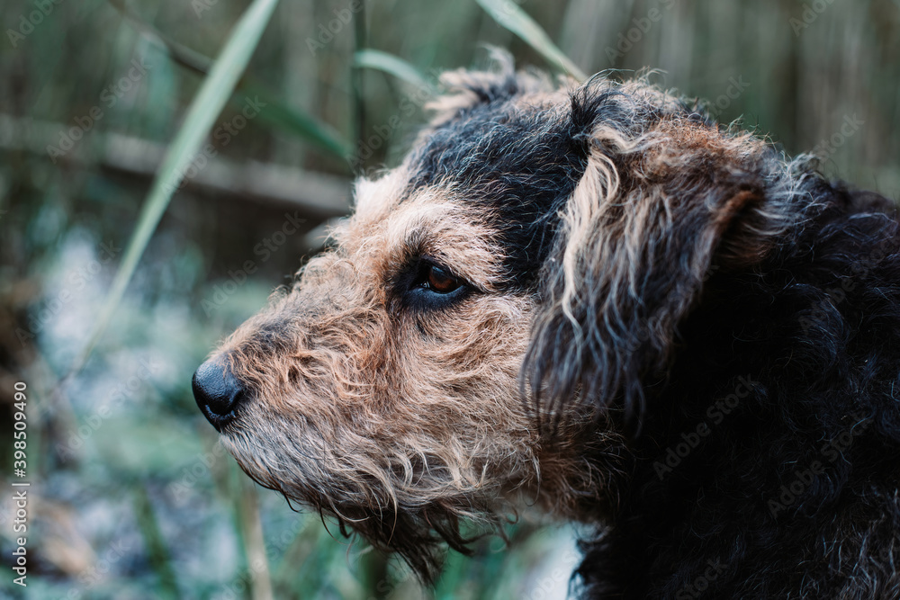 Portrait of the old crossbreed terrier dog