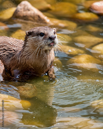 An otter cooling off on a hot summers Day