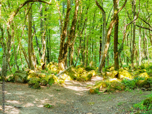 Green deciduous forest with mosscovered stones lit by the sun shining through the foliage