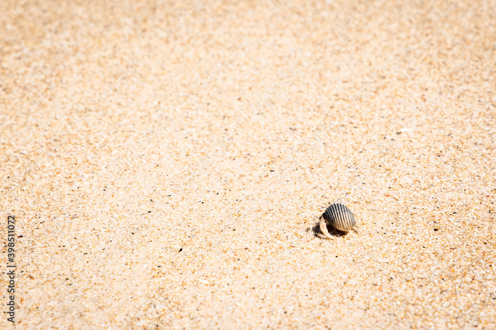 Hermit crab walking forward on the sand beach. Discover and moving forward concept. Hermit crab walking forward on the sand beach. Discover and moving forward concept.