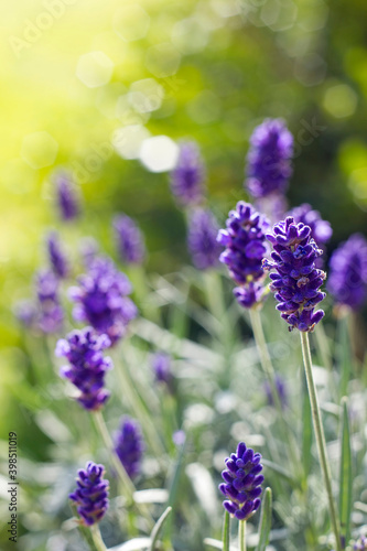 lavender flowers