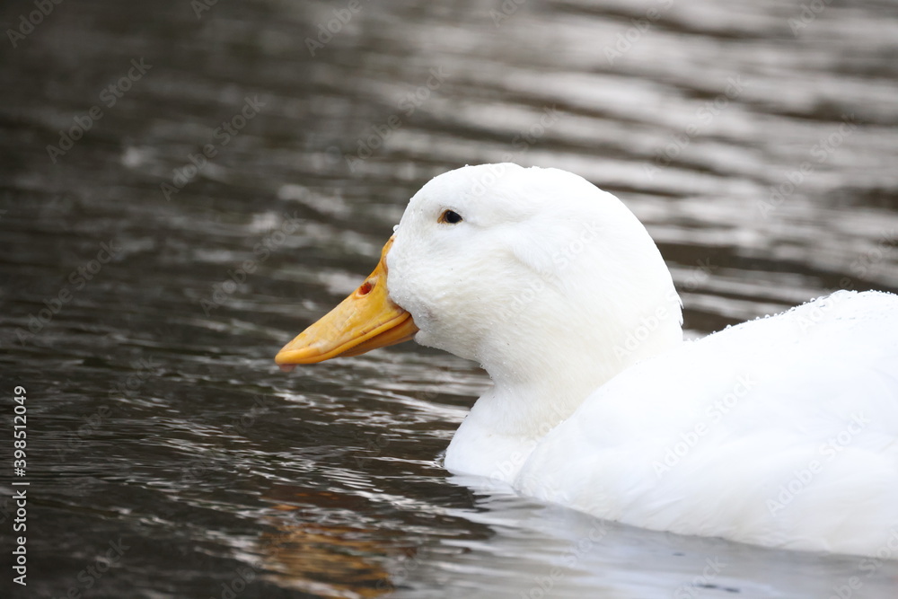The head of a duck