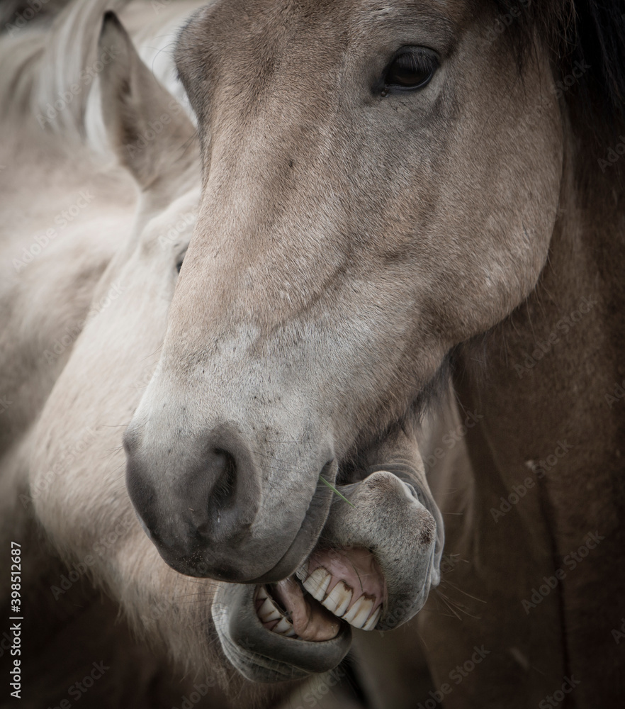 portrait two iceland horses on the paddock