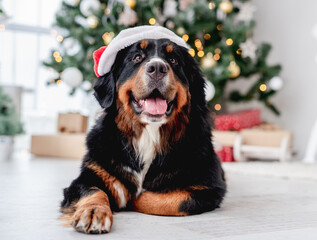 Dog near christmas tree at home