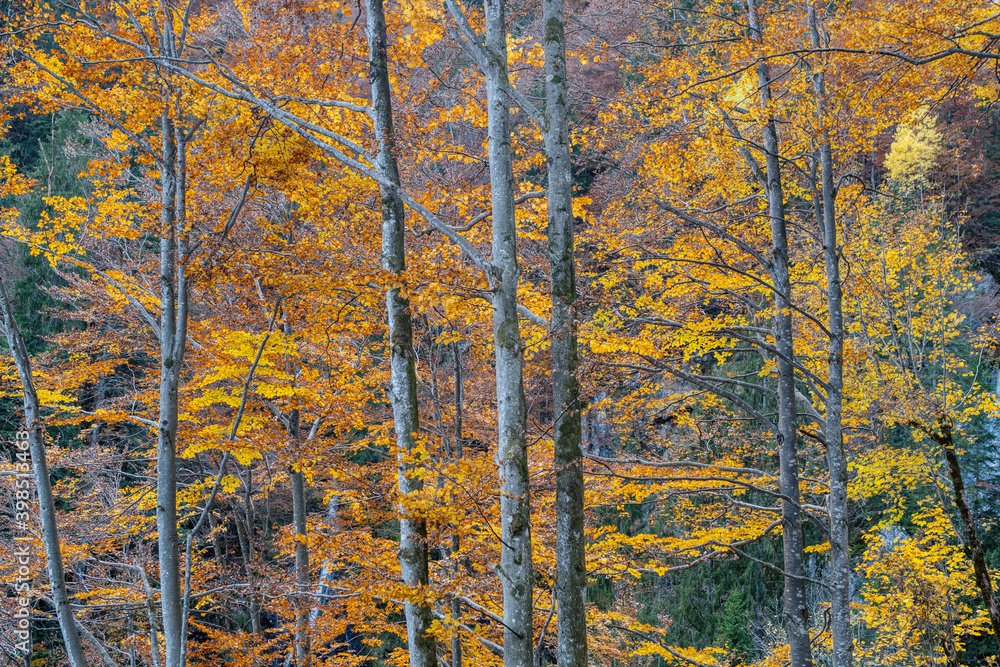 Obraz premium View of colorful autumn trees in the forest. Colorful autumn scene of Swiss Alps. Switzerland, Europe