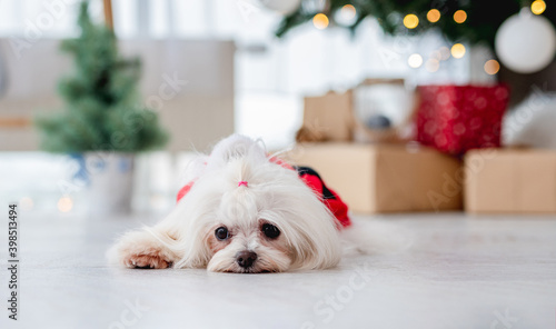 Dog near christmas tree at home