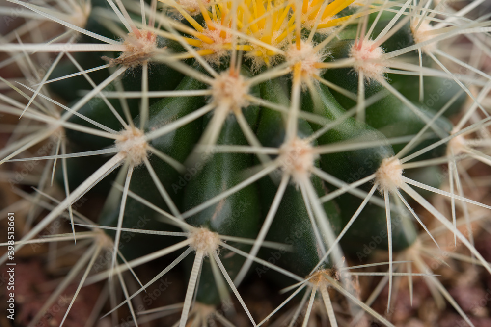 Cactus closeup in macro photo Cactus closeup in macro photo