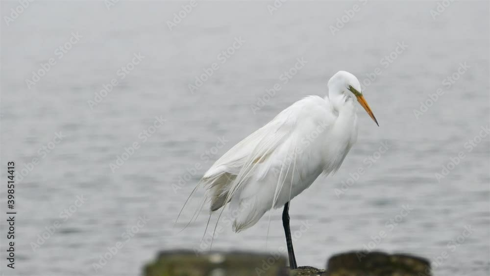 Great egret standing on wood in ocean water in hot sunny day Great egret standing on wood in ocean water in hot sunny day